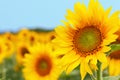 Sunflower natural background. Sunflower blooming. Close-up of sunflower