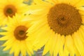 Sunflower natural background. Sunflower blooming. Close-up of sunflower.