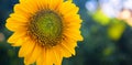 Sunflower natural background, Sunflower blooming. Nice flower background