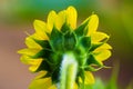 Sunflower natural background, Sunflower blooming, Sunflower oil improves skin health and promote cell regeneration, iNDIA Royalty Free Stock Photo