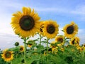 Sunflower on nature background. Sunflower blooming on the field on a bright sunny day . Close-up of sunflower. Sunflower natural Royalty Free Stock Photo