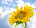 Sunflower on nature background. Sunflower blooming on the field on a bright sunny day . Close-up of sunflower. Sunflower natural Royalty Free Stock Photo