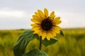 Sunflower on nature background. Sunflower blooming on the field on a bright sunny day . Close-up of sunflower. Sunflower natural Royalty Free Stock Photo