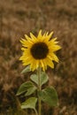 Sunflower on nature background. Sunflower blooming on the field on a bright sunny day . Close-up of sunflower. Sunflower natural Royalty Free Stock Photo