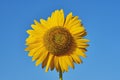 Sunflower on nature background. Sunflower blooming on the field on a bright sunny day . Close-up of sunflower. Sunflower natural Royalty Free Stock Photo