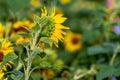 Sunflower on nature background. Sunflower blooming on the field on a bright sunny day . Close-up of sunflower. Sunflower natural Royalty Free Stock Photo