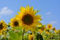 Sunflower on nature background. Sunflower blooming on the field on a bright sunny day . Close-up of sunflower. Sunflower natural Royalty Free Stock Photo