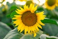 Sunflower on nature background. Sunflower blooming on the field on a bright sunny day . Close-up of sunflower. Sunflower natural Royalty Free Stock Photo