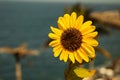 Sunflower on nature background. Sunflower blooming on the field on a bright sunny day . Close-up of sunflower. Sunflower natural Royalty Free Stock Photo