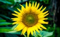 Sunflower on nature background. Sunflower blooming on the field on a bright sunny day . Close-up of sunflower. Sunflower natural Royalty Free Stock Photo