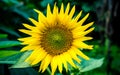 Sunflower on nature background. Sunflower blooming on the field on a bright sunny day . Close-up of sunflower. Sunflower natural Royalty Free Stock Photo