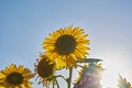 Sunflower on nature background. Sunflower blooming on the field on a bright sunny day . Close-up of sunflower. Sunflower natural Royalty Free Stock Photo