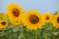 Sunflower on nature background. Sunflower blooming on the field on a bright sunny day . Close-up of sunflower. Sunflower natural Royalty Free Stock Photo