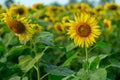 Sunflower on nature background. Sunflower blooming on the field on a bright sunny day . Close-up of sunflower. Sunflower natural Royalty Free Stock Photo