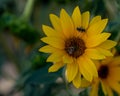 Sunflower pollination by bees with copy space Royalty Free Stock Photo