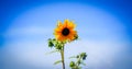 the sunflower in the nature