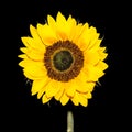 Sunflower by night Royalty Free Stock Photo