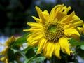 A sunflower