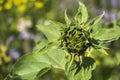 Sunflower not yet in bloom Royalty Free Stock Photo