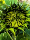 Sunflower Royalty Free Stock Photo