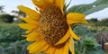 Sunflower object with blur background