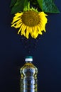 Sunflower oil bottle and flower on black background Royalty Free Stock Photo
