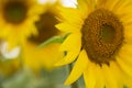 Sunflower plantage. Sunflower oil can be used to run diesel engines when mixed with diesel in the tank.