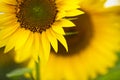 Sunflower.Sunflower oil can be used to run diesel engines when mixed with diesel in the tank.