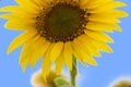 Sunflower.Sunflower oil can be used to run diesel engines when mixed with diesel in the tank.