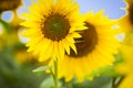 Sunflower.Sunflower oil can be used to run diesel engines when mixed with diesel in the tank.