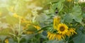 Sunflower oil in a glass vessel on a sunflower flower outdoors on the background of a field of sunflowers. The concept Royalty Free Stock Photo
