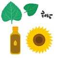 Sunflower oil set, parts of sunflower plant and seeds for design