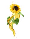 Sunflower with oil splashes isolated on a white background Royalty Free Stock Photo