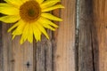 Fresh young sunflower close-up on the old wooden table Royalty Free Stock Photo