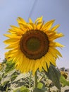 Sunflower in an open garden