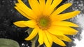 Sunflower opening her petals Royalty Free Stock Photo