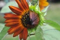 Sunflower with opening petals