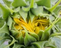 Sunflower Blooming Royalty Free Stock Photo