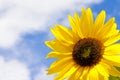 Sunflower over blue sky. Royalty Free Stock Photo