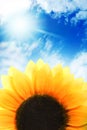 Sunflower over blue sky Royalty Free Stock Photo