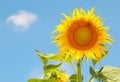 Sunflower over blue sky Royalty Free Stock Photo