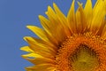 Sunflower over blue sky Royalty Free Stock Photo