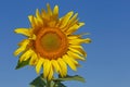 Sunflower over blue sky Royalty Free Stock Photo