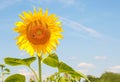 Sunflower over blue sky Royalty Free Stock Photo