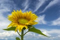 Sunflower in Field / sunflower field over cloudy blue sky and bright sun lights Royalty Free Stock Photo