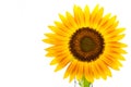 Sunflower over isolate white background. with clipping path Royalty Free Stock Photo