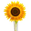 Sunflower over isolate white background Royalty Free Stock Photo