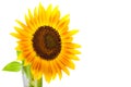 Sunflower over isolate white background. Royalty Free Stock Photo