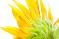 Sunflower over isolate white background. Royalty Free Stock Photo