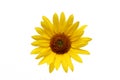 Sunflower over white Royalty Free Stock Photo